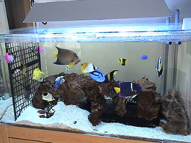海水魚混泳