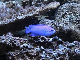 コバルトスズメダイ
